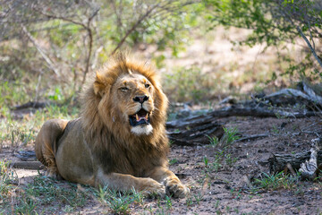 Obraz na płótnie Canvas Lion in the bushes. Kruger National Park. Safari in South Africa. Savanna. Natural habitat. Wild animal photography 
