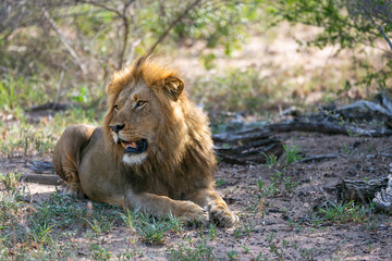 Naklejka na ściany i meble Lion in the bushes. Kruger National Park. Safari in South Africa. Savanna. Natural habitat. Wild animal photography 