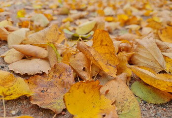 The Autumn leaves close-up. Colorful leaves. Leaves in the fall.