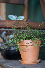Mulenbeckia in a brown pot on a wooden shelf