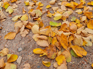 The Autumn leaves close-up. Colorful leaves. Leaves in the fall.