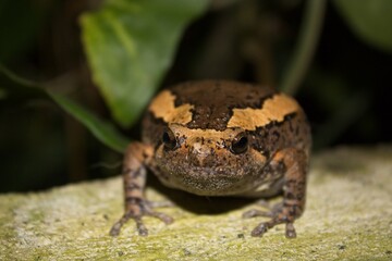 Close up of frog 
