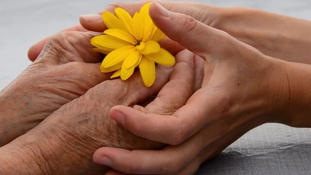 Yellow flower in old and young hands. Grandmother's wrinkled hands. Old and young hands are held together.Unity.Force. Consolation.Charity.Young and old hands.Seniors concept.Caring and guardianship