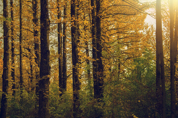 Trees with yellow leaves in the autumn forest at sunset, bushes grow around the trees, the sun is shining