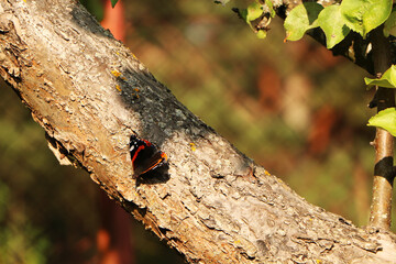 Close-up of a red butterfly on a tree on a green background.