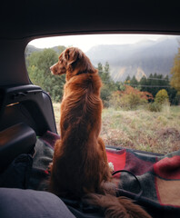 two dogs in the car in the trunk. Pets on a journey. Jack Russell Terrier and Nova Scotia Duck Retriever. Traveling with animals