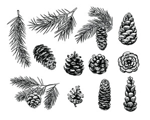 Spruce cones. Seamless pattern design. Vector sketch illustrations. - obrazy, fototapety, plakaty