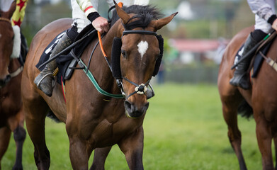 Close up of race horse galloping  down the  race track.