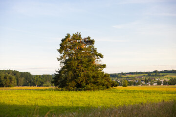 Beautiful shot of a tree in a meadow, Lake Constance, Germany