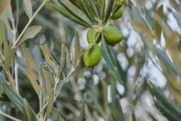 Olea europaea close up