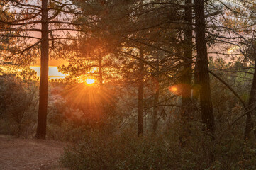 Pine forests of the province of Segovia at sunset (Spain)