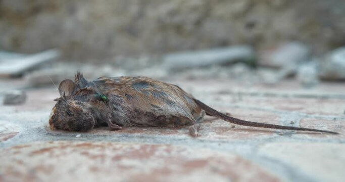 Mouse corpse lies on the ground. Cinema 4K 60fps zoom-in video