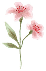 Fototapeta na wymiar Watercolor flowers isolated on white background.