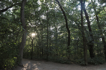 Pathway in park with green trees. Nature reserve