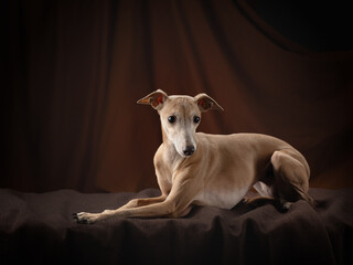 Fototapeta premium dog on a brown drapery background. graceful Italian greyhound. Studio photos of a pet.
