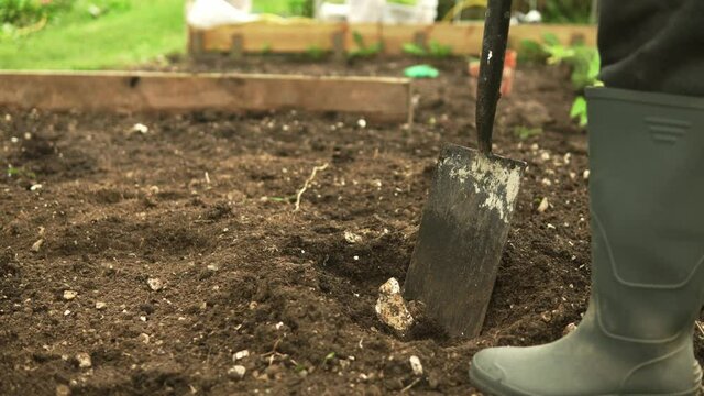 Close up of a shovel digging the soil in an allotment. Planting vegetable