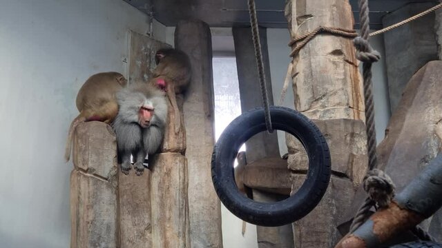Papio hamadryas - Hamadryas baboon sitting on a rock in a ZOO