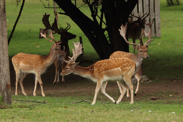 Dama dama. Fallow deer with antlers in a meadow with trees