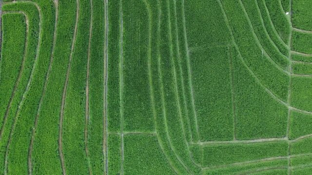 A 4K top view video of a rice field with plowed lines in Canggu, Bali