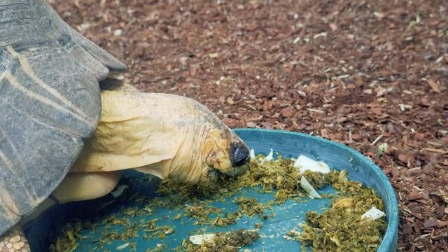 Indian star tortoise - Geochelone elegans eats grass from a plate
