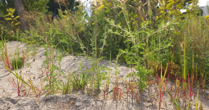Invasive ragweed releasing highly allergic pollen into the air