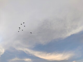 Obraz premium Crowds of birds are flying in the sky.