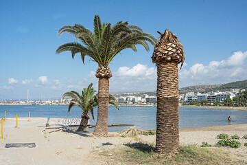 Palmen beim venezianischen Hafen in Rethymnon, Insel Kreta, Griechenland