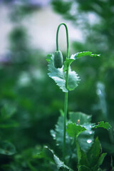 Stylish image of a poppy bud on a light background. A Poppy Bud On A light Green Background. a poster for greeting cards. advertisement. with space to copy. painting in the interior. the banner.style