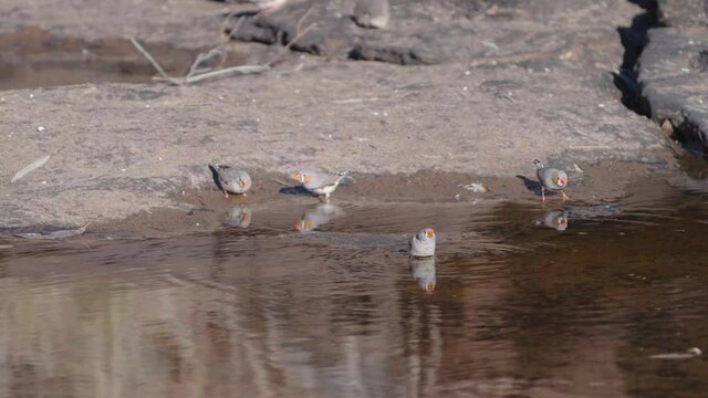 slow motion shot of a zebra finch flock drinking from a waterhole at kings canyon in watarrka national park of the northern territory, australia