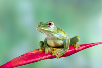 Malayan tree frog perched on a red flower