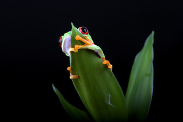 Red-eyed tree frog hanging on a tree