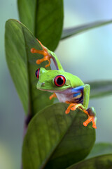 Red-eyed tree frog perched on the tree
