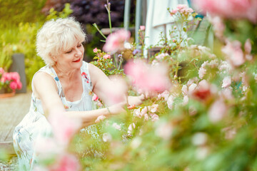 Senior woman gardening cutting her roses and other flowers
