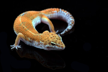 leopard gecko isolated on black background