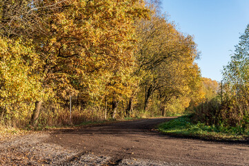 Autumn forest. Autumn in the Park. Yellow and red leaves on trees in autumn. A forest road.