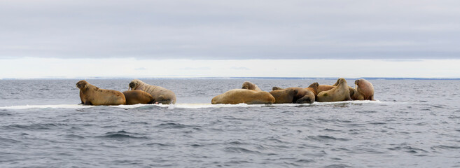Group of walrus resting on ice floe in Arctic sea. - obrazy, fototapety, plakaty