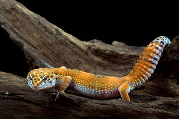 leopard gecko isolated on black background