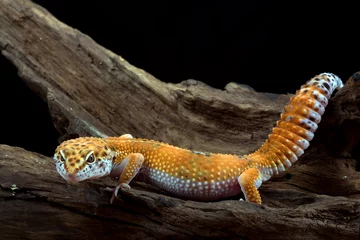 Crédence de cuisine en verre imprimé Léopard leopard gecko isolated on black background