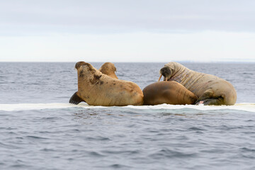 Group of walrus resting on ice floe in Arctic sea.