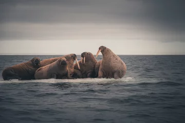 Fotobehang Group of walrus resting on ice floe in Arctic sea. © Alexey Seafarer