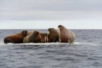 Group of walrus resting on ice floe in Arctic sea.