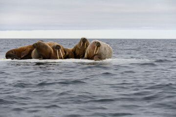 Group of walrus resting on ice floe in Arctic sea.