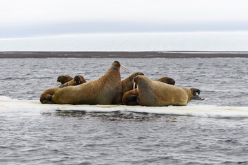 Group of walrus resting on ice floe in Arctic sea.