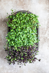 Different types of micro greens in trays. Seed germination at home. Vegan and healthy eating concept. Organic raw microgreens. Top view.