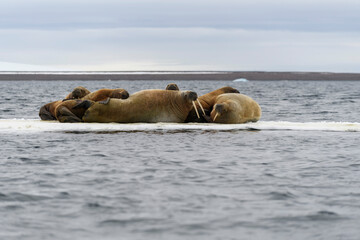 Walrus family lying on the ice floe. Arctic landscape.