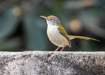 Tailor Bird sitting on a wall