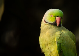 Rose Ringed Parrot in golden Light