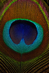 Obraz premium macro peacock feathers,Peacock Feather on black background macro closeup
