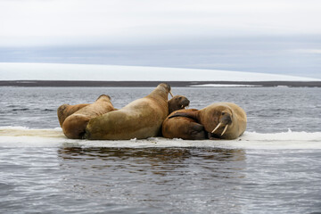 Group of walrus resting on ice floe in Arctic sea.