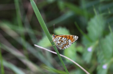 
Small colored moth on a leaf of grass